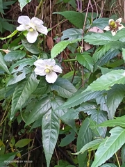 Rubus cardotii