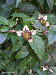 Rubus cardotii