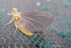 Ephemerella invaria