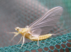 Ephemerella invaria
