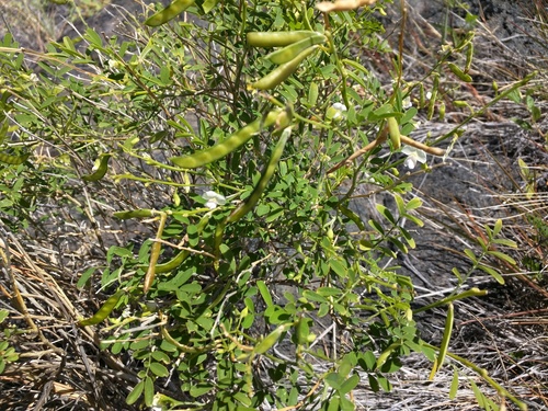 Tephrosia purpurea observed 2015-05-16
