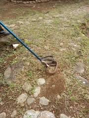 Chironius flavopictus