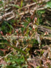 Persicaria praetermissa