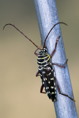 Placosternus difficilis