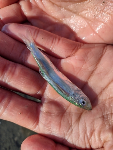 Baltic sprat (Sprattus sprattus) — Clupeidae