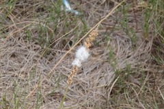 Eriospermum brevipes