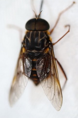 Myioscaptia calliphora
