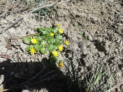 Ficaria verna