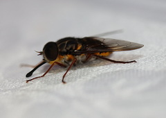 Myioscaptia calliphora