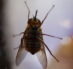 Myioscaptia calliphora