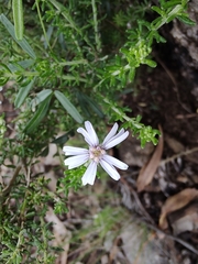 Olearia ramosissima
