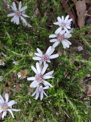 Olearia ramosissima