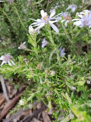 Olearia ramosissima