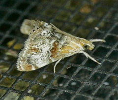 Dicymolomia grisea