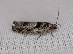 Pseudexentera hodsoni