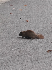 Callosciurus inornatus