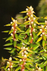 Monotoca empetrifolia