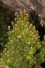 Monotoca empetrifolia