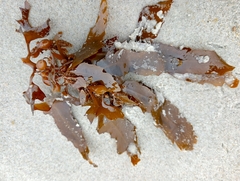 Carpophyllum flexuosum