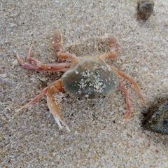 Liocarcinus holsatus