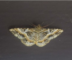 Harutaea flavizona