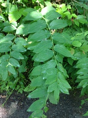 Polygonatum biflorum commutatum