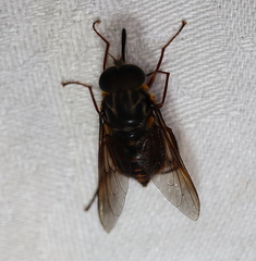 Myioscaptia calliphora