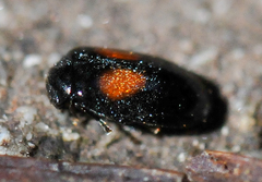 Herthania concinna