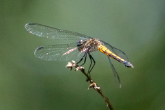 Cannaphila
