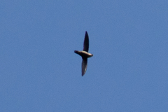 Chaetura