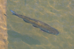 Brycon guatemalensis