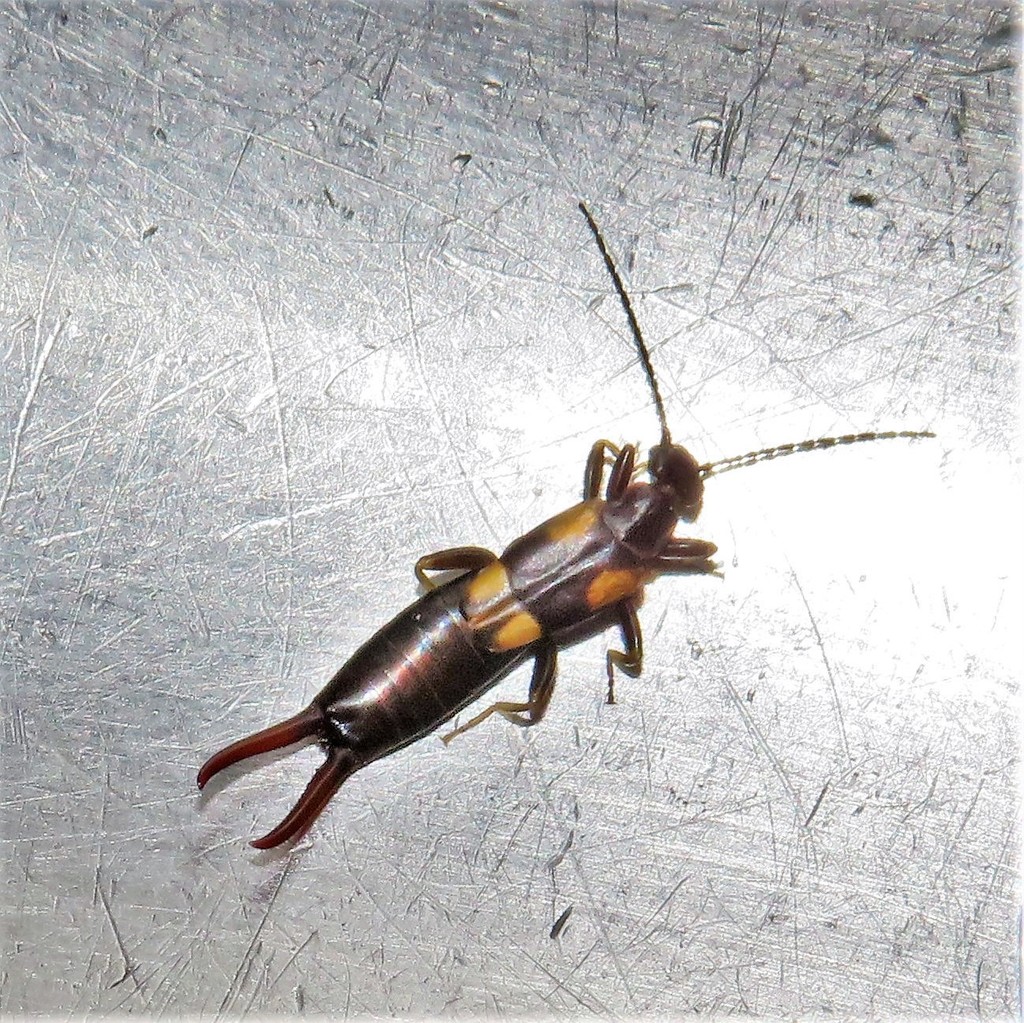Spongiphorinae