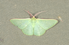 Chlorocoma paraphylla