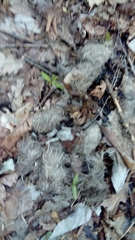 Canis lupus italicus