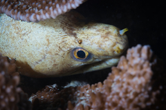 Gymnothorax albimarginatus