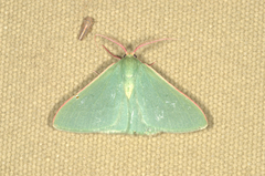 Chlorocoma paraphylla