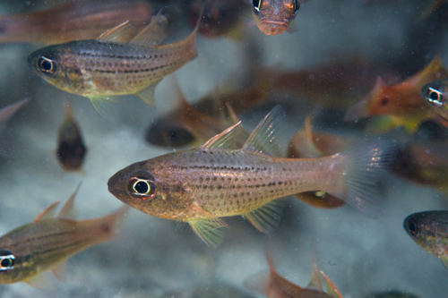 Spotnape cardinalfish (Ostorhinchus maculiferus) — Apogonidae — 4