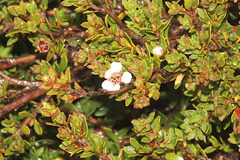 Leptospermum rupestre