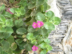 Mabrya erecta