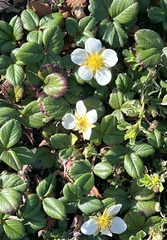 Fragaria chiloensis pacifica