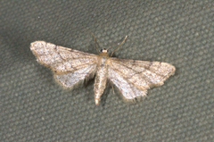 Idaea trissomita