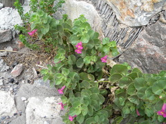 Mabrya erecta