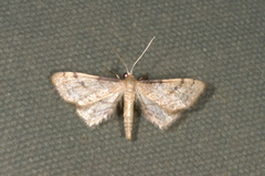 Idaea trissomita