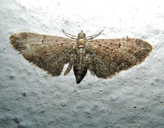 Eupithecia icterata