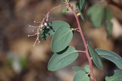Arctostaphylos mewukka