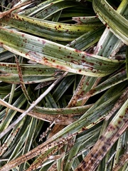 Colletotrichum liriopes