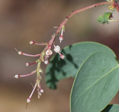 Arctostaphylos mewukka