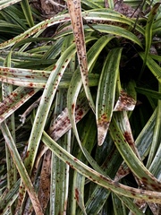 Colletotrichum liriopes