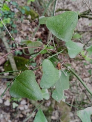 Smilax aspera