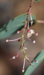 Arctostaphylos mewukka